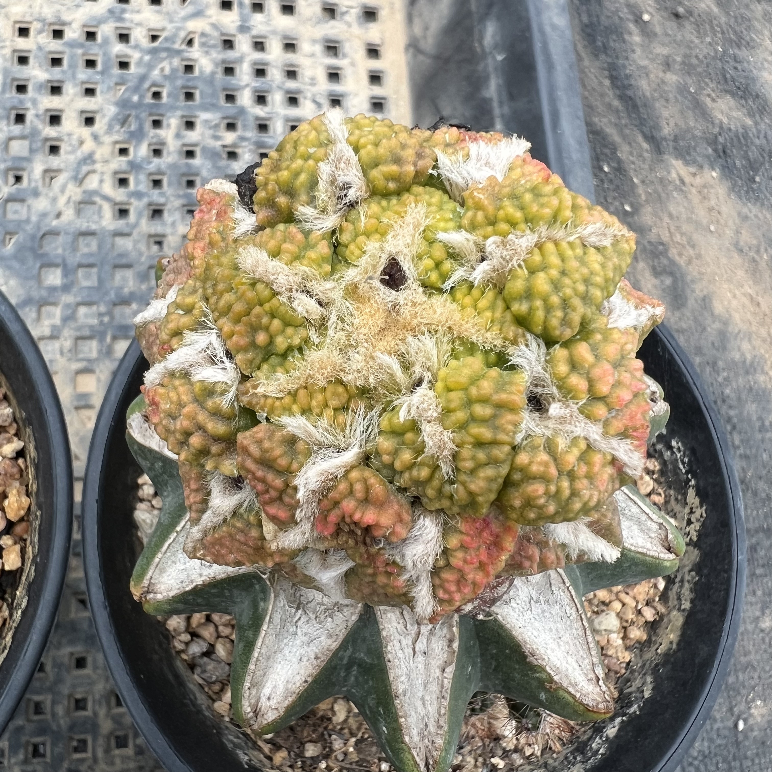 哥斯拉大疣黑牡丹锦草球嫁接防辐射仙人球块根多肉植物绿植盆栽