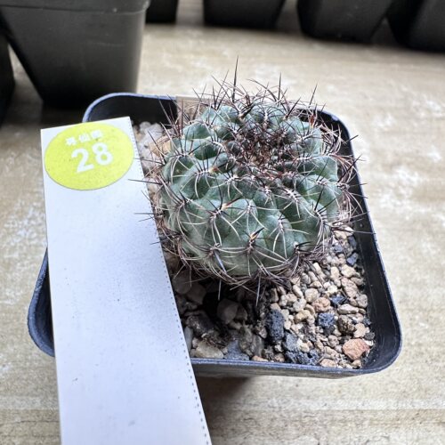 28实生沟宝山3.3cm