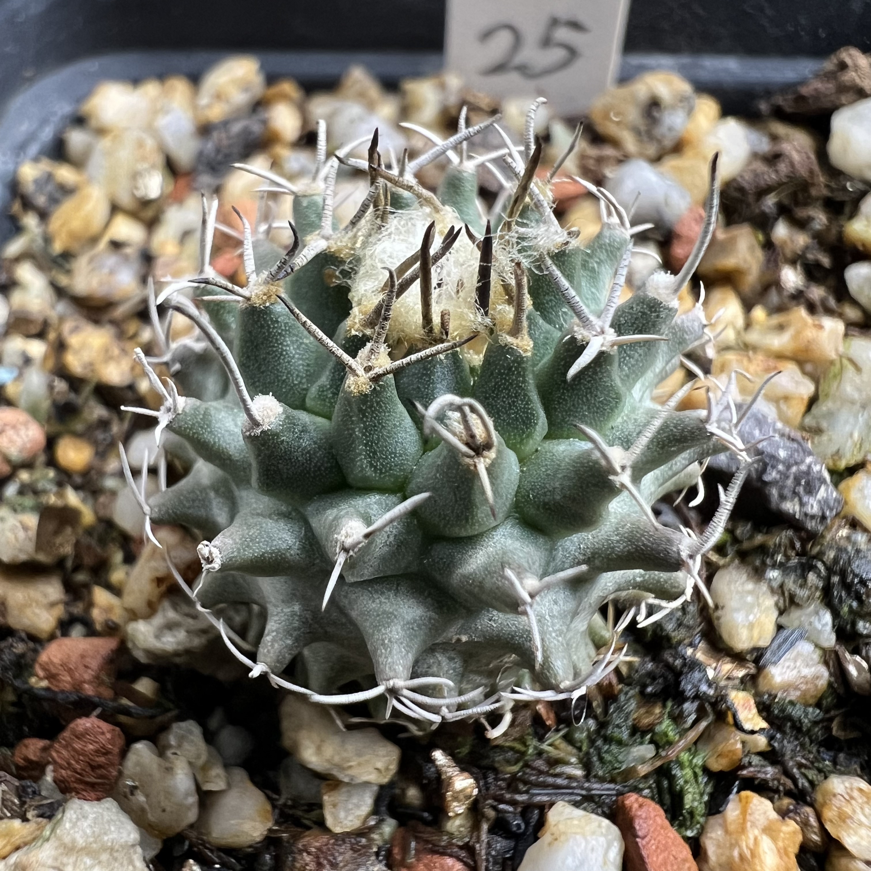 选拔新品娇丽实生仙人球块根多肉植物绿植盆栽花卉龙舌兰