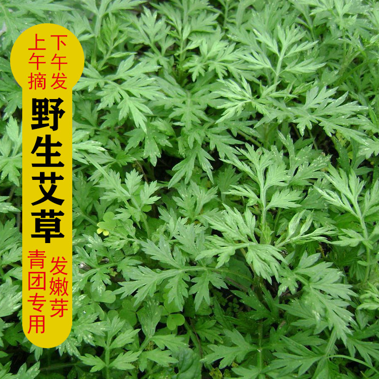 新鲜野生艾草 艾草新鲜 清明草其它