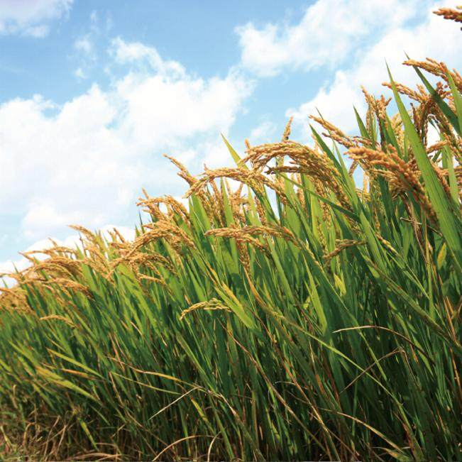 盘珠东北圆粒新米盘锦蟹田米20斤