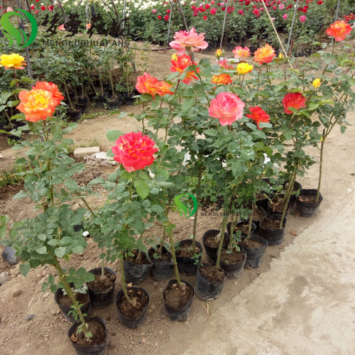 北京基地 马路边隔离带爬藤月季花变色月季光谱国月大花品种月季