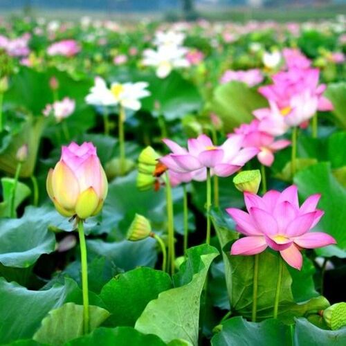 香水莲种子销量排行榜 香水莲种子品牌热度排名 小麦优选