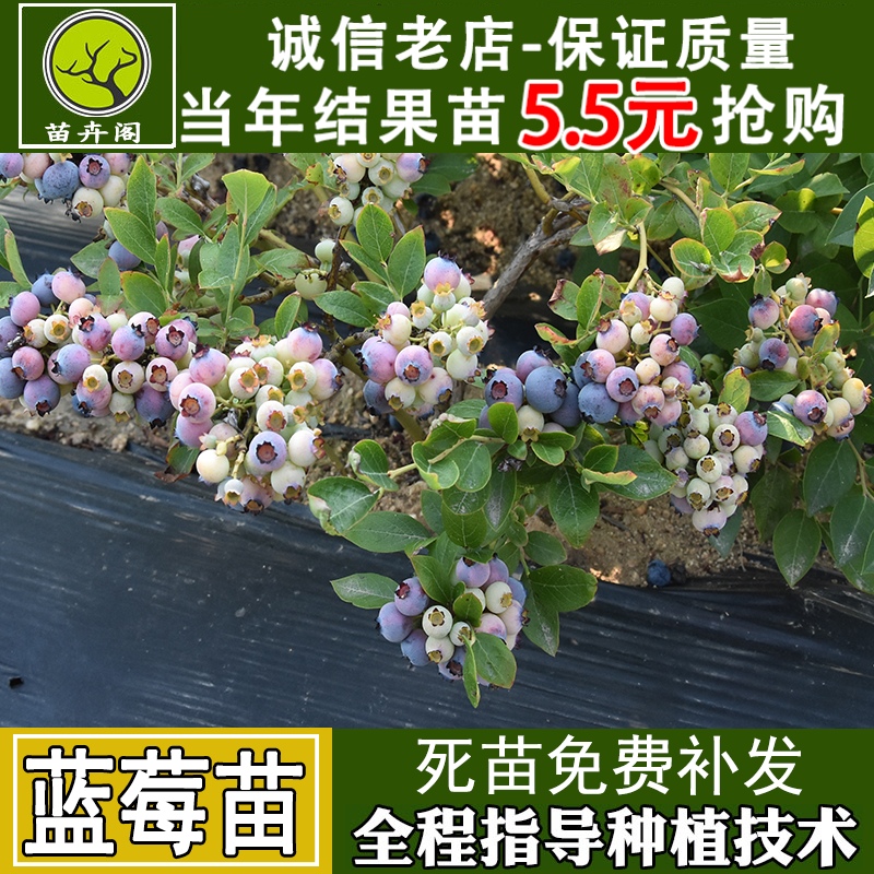 蓝莓树苗盆栽地栽带土阳台南方北方种植当年结果耐寒蓝莓果树果苗