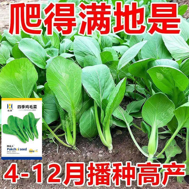 全新鸡毛菜种子 四季播种抗热耐寒蔬菜种子小白菜籽有机小青菜籽