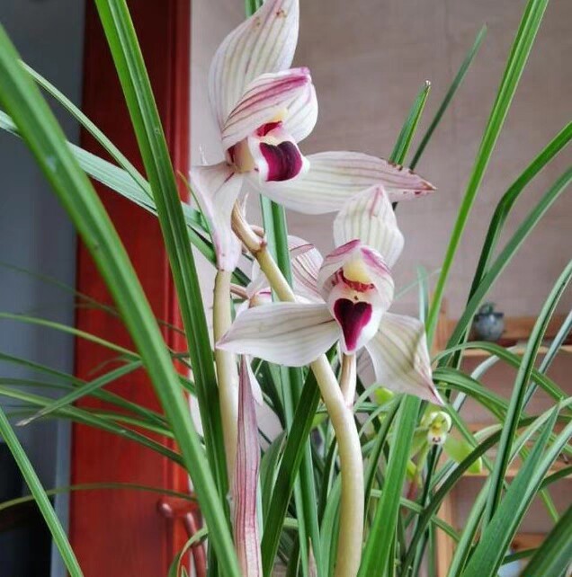 包邮 当年开花兰花苗莲瓣兰  心心相印 阳台花卉兰花盆栽自然种植
