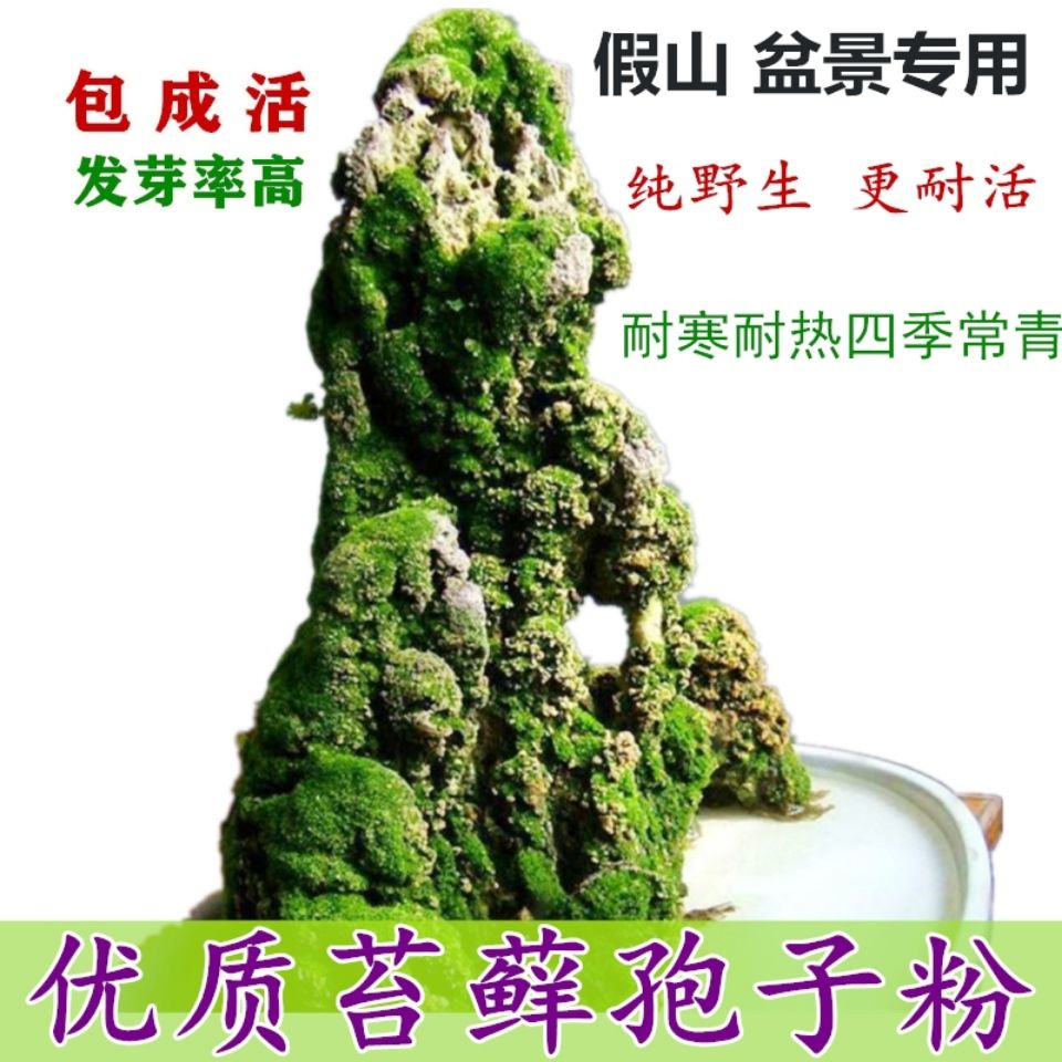 上水石假山吸水石盆景盆栽水陆缸造景鲜活青苔种子孢子粉苔藓种籽-封面