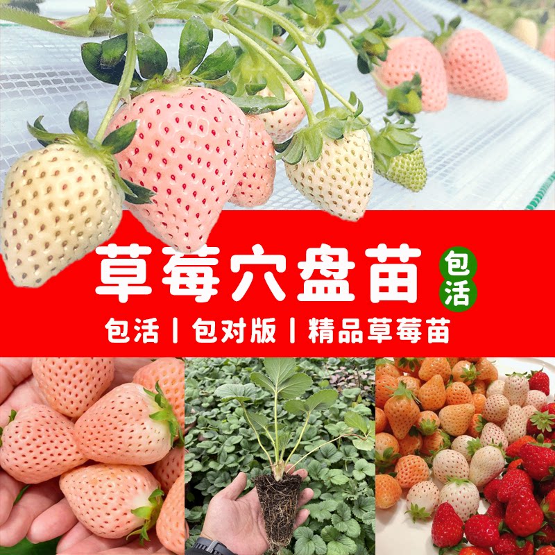 淡雪草莓秧苗脱毒四季阳台天使ae白雪公主草莓育苗杯雪兔桃熏牛奶