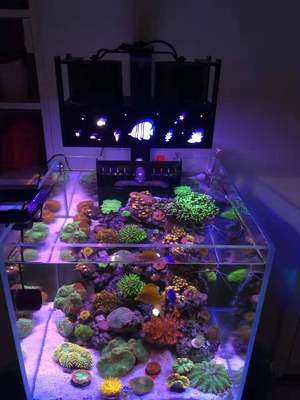 Diy蚂蚁海缸灯全自动日出日落led海水珊瑚灯微缸灯全光谱60方缸 虎窝淘