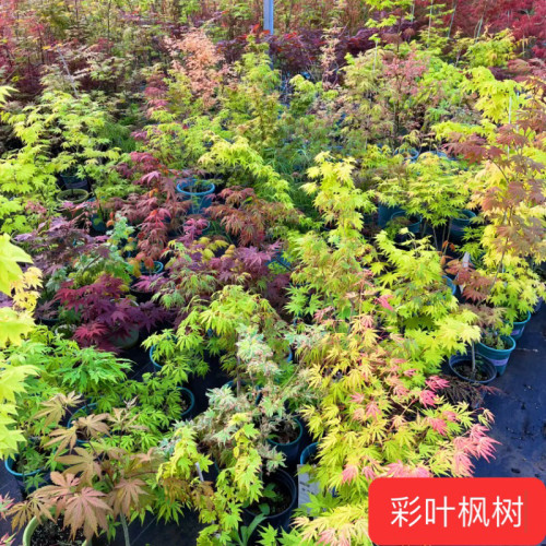 苏之硕园林直播专拍彩叶枫树盆栽