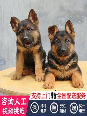 深圳德牧幼犬纯种德国牧羊犬黑背大型宠物看家护院活体宠物狗狗