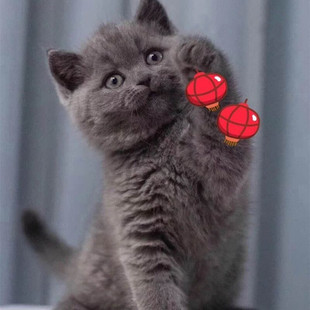 本地纯种英短蓝猫幼猫高脚矮脚拿破仑英国短毛猫活体宠物猫咪