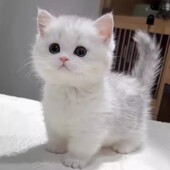 纯种银渐层猫幼猫活体英短金渐层猫矮脚猫银点猫活物宠物猫咪
