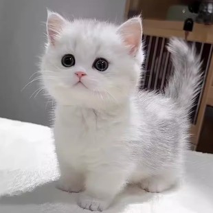 纯种银渐层猫幼猫活体英短金渐层猫矮脚猫银点猫活物宠物猫咪