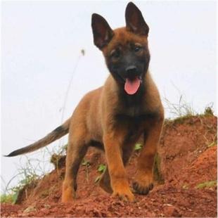 本地纯种马犬幼犬活体宠物军犬警犬大型狼狗猎狗看家护卫狗狗