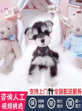 雪纳瑞幼犬黑银椒盐色白色飞耳米奇耳雪纳瑞小型宠物狗狗活体