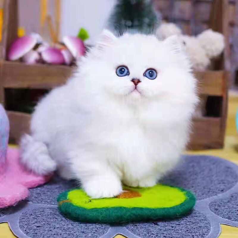 本地纯种金吉拉幼猫曼基康矮脚纯白拿破仑长毛活体宠物猫咪
