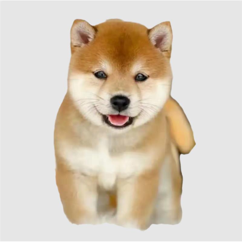 本地纯种柴犬幼犬活体双血统小型日本赤柴黑白豆柴秋田宠物狗