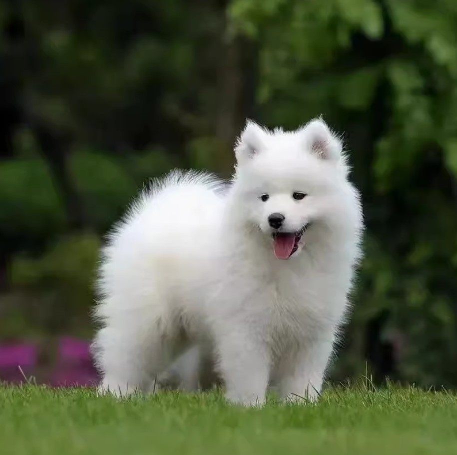 萨摩耶幼犬大型犬萨摩耶幼崽狗狗活体纯种雪橇犬（实物挑选为准）