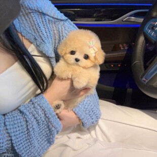 泰迪犬幼犬小型犬泰迪犬幼崽纯种宠物狗狗高品质(实物挑选为准)