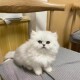本地纯种金吉拉幼猫长毛猫矮脚猫波斯猫宠物猫咪活物