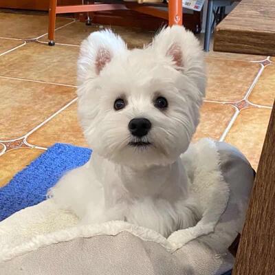 本地纯种西高地白梗幼犬西部高地白梗宠物狗活体小型家养狗狗