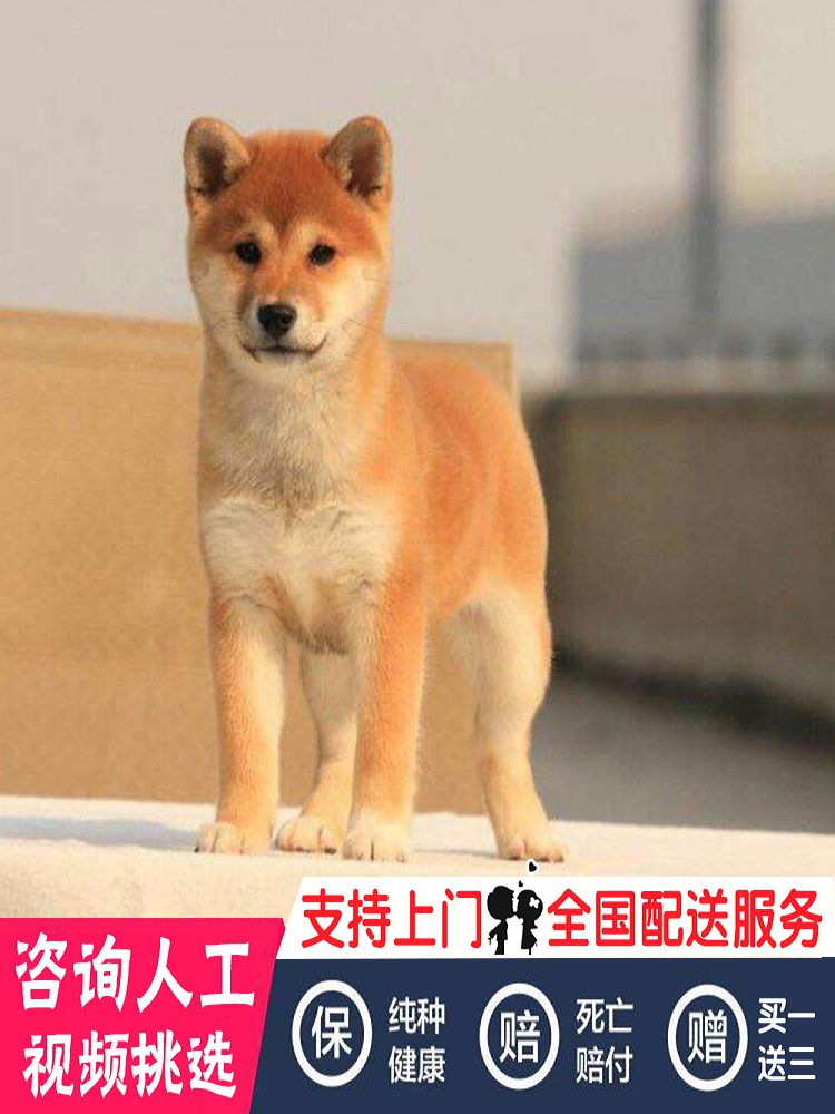 宁波柴犬幼犬豆柴幼犬日本柴犬活体幼崽小型犬柴犬赤色活体宠物狗