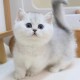 纯种英短银渐层猫幼猫活体矮脚曼基康猫银点金点宠物猫咪