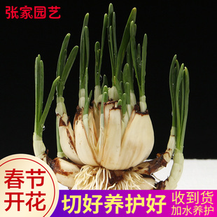 水仙花种球养护好切八字发芽有叶子水养冬季花卉水培植物漳州水仙