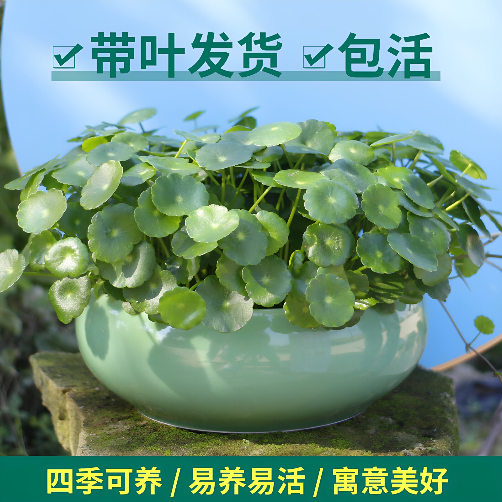 铜钱草植物盆栽室内水培带叶桌面盆景金钱草办公绿植水养