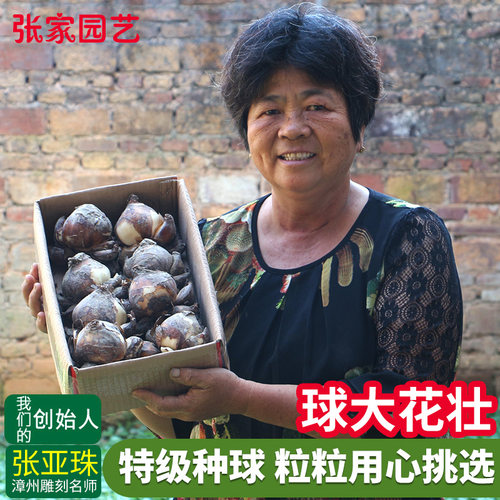 冬季重瓣漳州水仙花种球