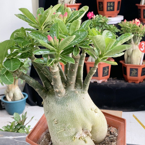 沙漠玫瑰75