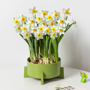 【带盆种好】漳州水仙花已养好水培植物盆栽带叶长根好养室内冬季