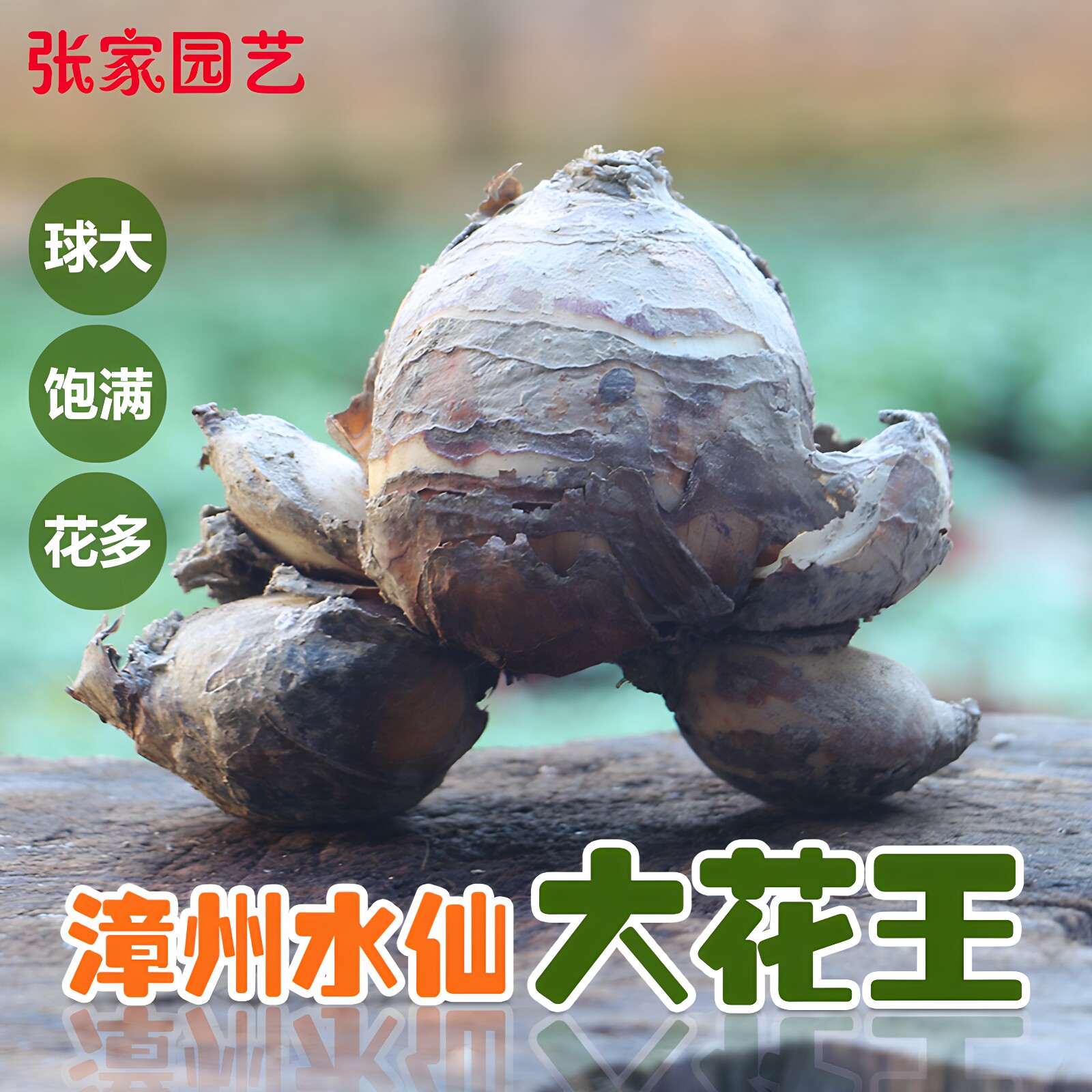 【大花王】漳州水仙花种球大球花王水培花卉精选花王种球适合雕刻