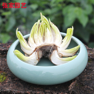 【雕刻水仙含盆】水仙花种球水仙雕刻好室内水养花卉盆栽带陶瓷盆