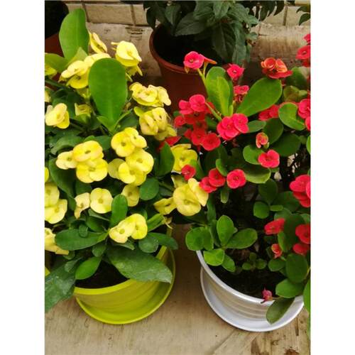铁海棠虎刺梅海棠花盆栽花卉观花植物庭院花好养四季开花的花绿植