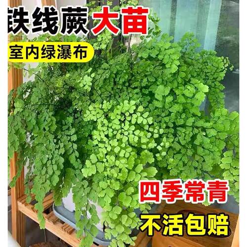 铁线蕨盆栽密叶水培蕨类植物耐阴客厅室内外垂吊好养活四季常绿