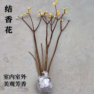 庭院 结香树苗 结香花苗 结香苗 金腰袋 打结花 梦冬花 喜花树苗