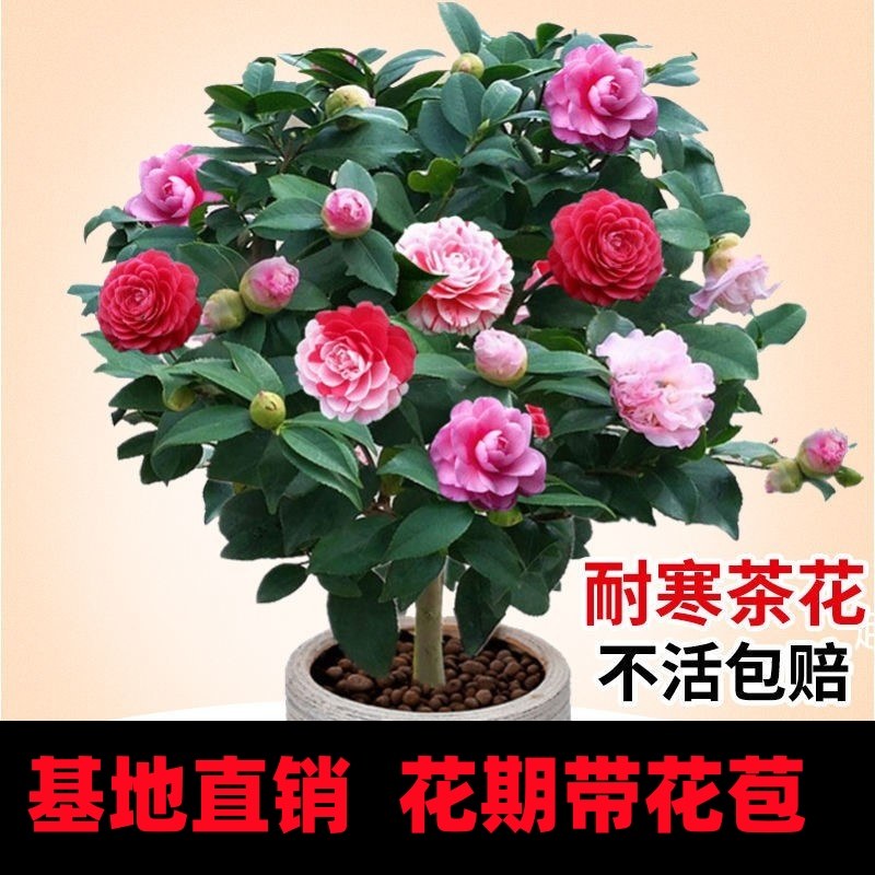 四季香妃茶花盆栽带苞五色