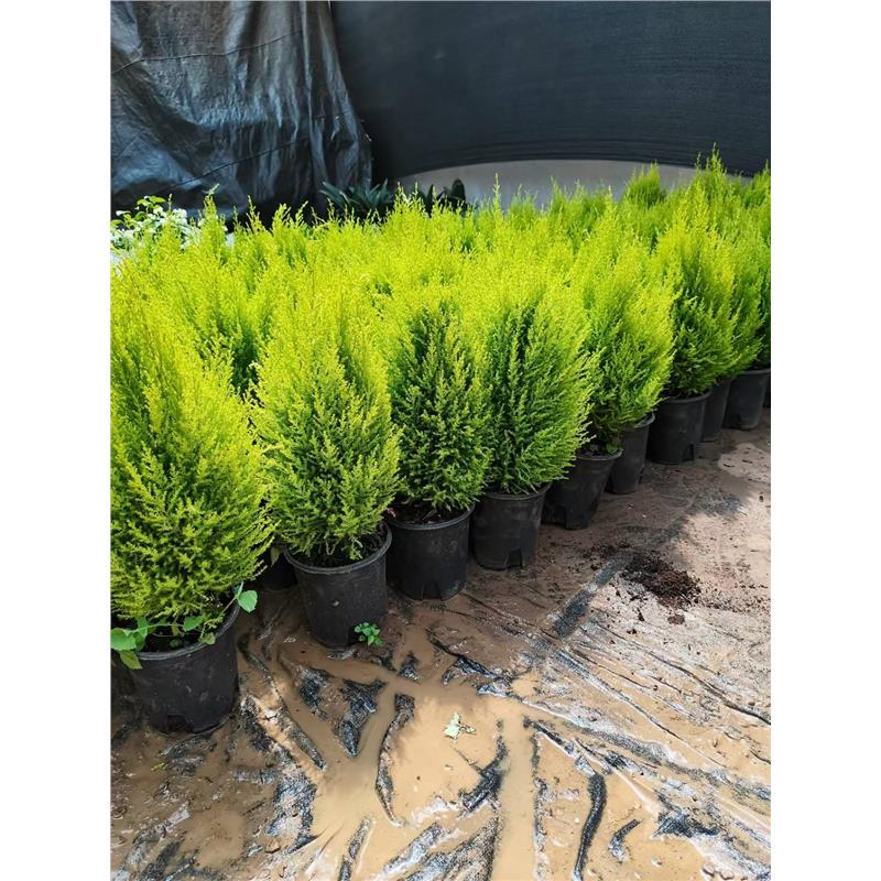 香冠柏小松盆栽植物四季绿图片