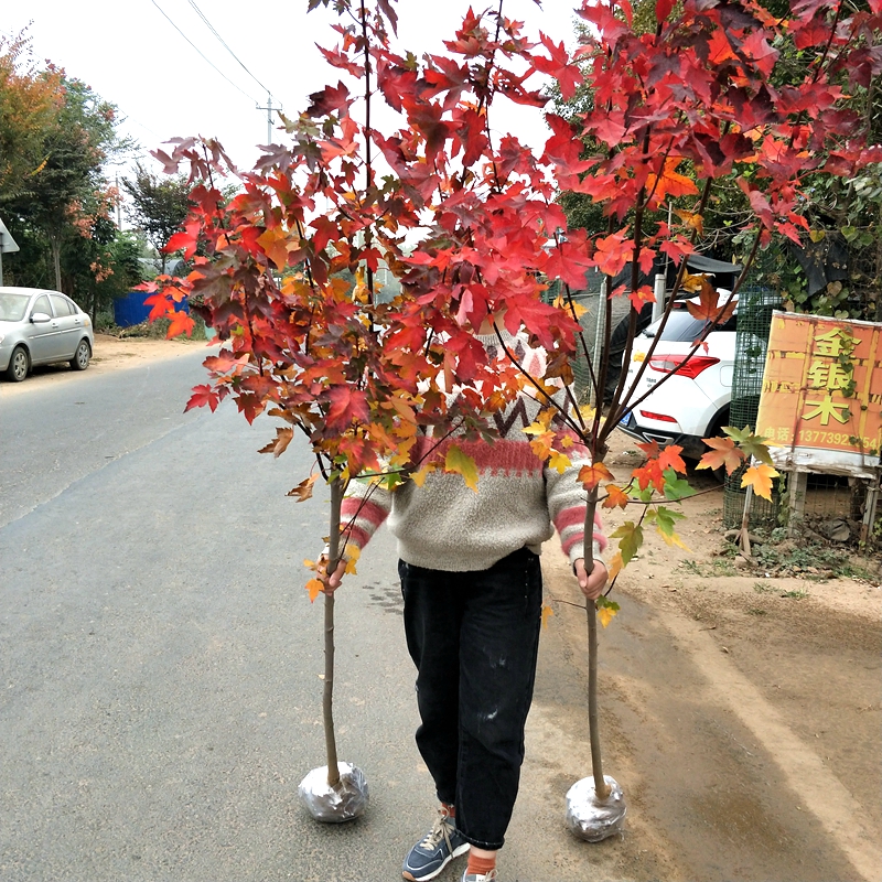 美国红枫树苗庭院园林秋火