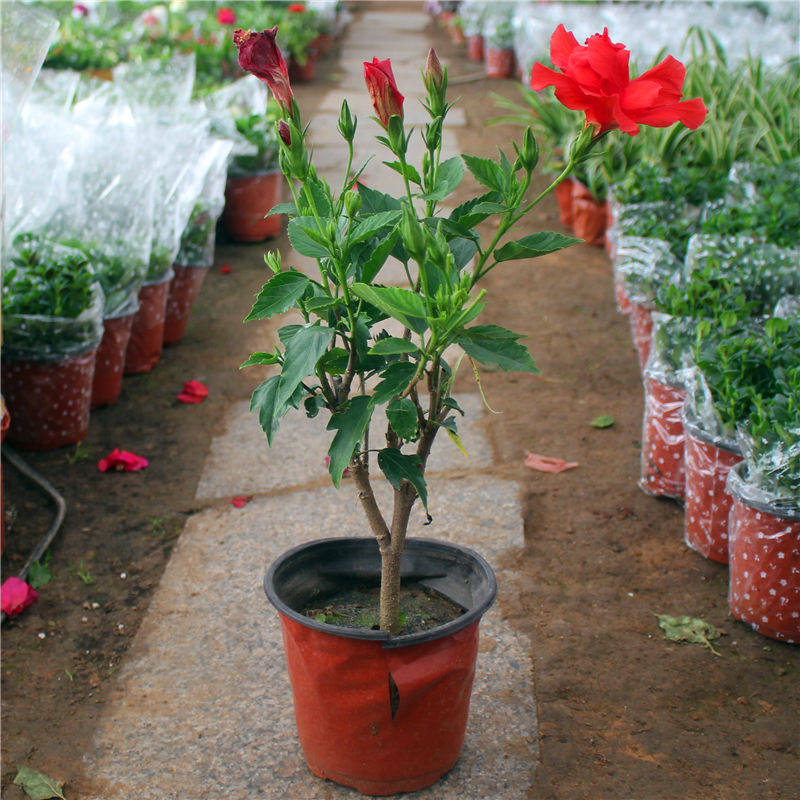 扶桑花苗四季重瓣盆栽红色朱瑾牡丹草花卉植物室内阳台开花绿植物,鲜花速递/花卉仿真/绿植园艺,介质/营养土,淘宝优惠券,粉丝福利购,淘宝优惠卷