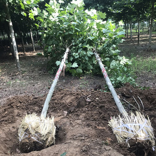 法国梧桐树树苗大树庭院风景树行道园林绿化苗木南方种植盆栽绿植