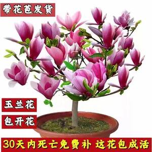 当年开花浓香玉兰矮化盆栽