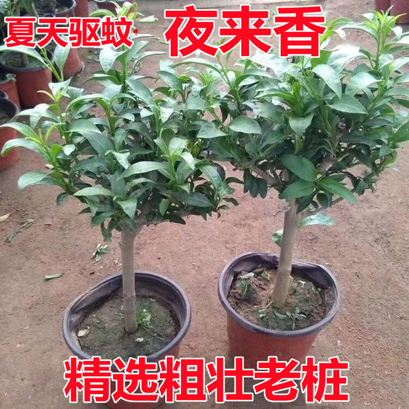 夏季驱蚊夜来香花苗盆栽 庭院阳台四季开花绿植花卉驱蚊香草植物