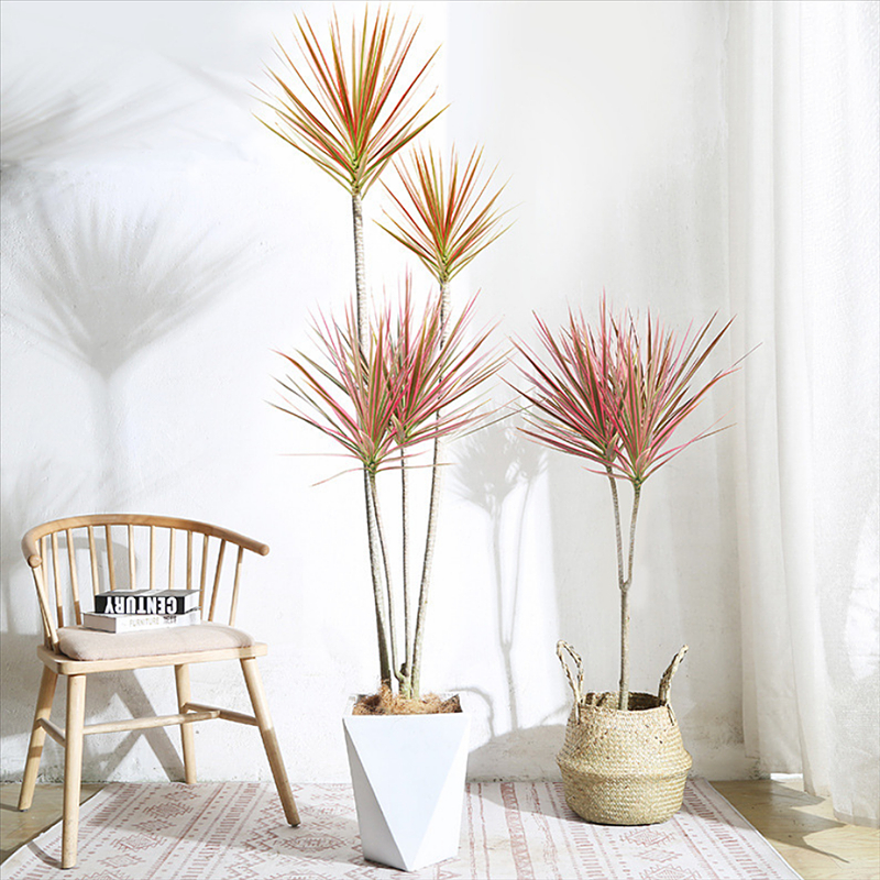 七彩铁千年木北欧盆栽三色龙血树客厅室内吸甲醛净化空气绿植盆栽