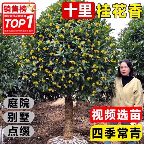 桂花树苗大八月四季盆栽庭