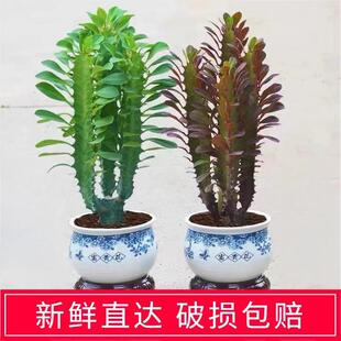 招财镇宅龙骨植物盆栽办公室室内客厅吸甲醛净化空气玉麒麟