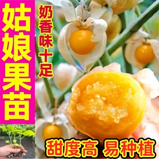 大果奶香姑娘果苗秧东北黄色紫色菇娘果种子带土四季盆栽庭院高产