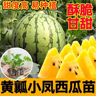 酥脆甘甜黄瓤小凤西瓜秧苗高产皮薄小西瓜种子四季小院盆栽水果苗